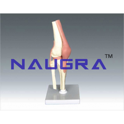 Human Knee Joint