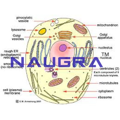 Animal Cell