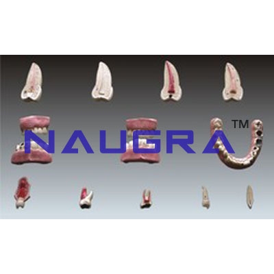 Human Teeth - Set Of 16
