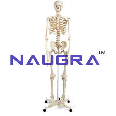 Human Skeleton Model