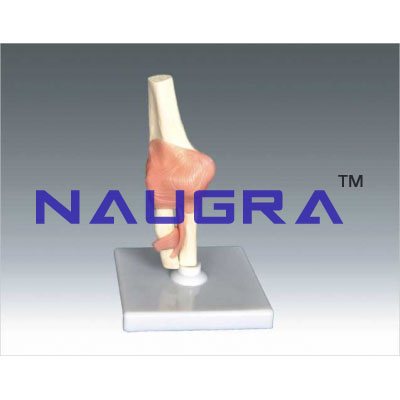 Human Elbow Joint