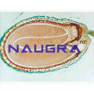 Capsella older embryo.sec.