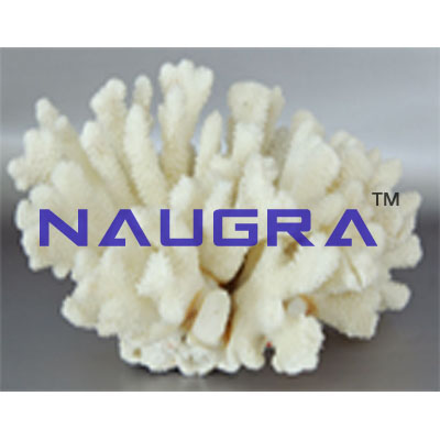 Specimen of coral