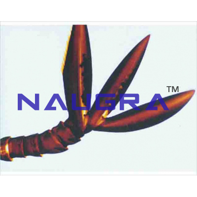 Insect filiform antenna