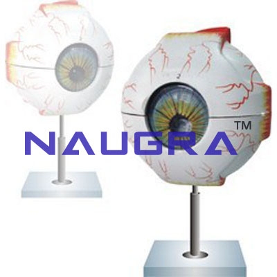 Human Eye 5 Times Enlarged