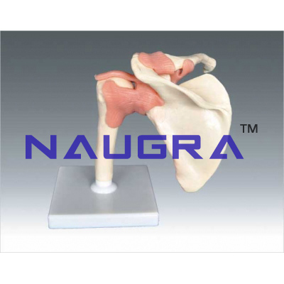 Big shoulder joint-fu