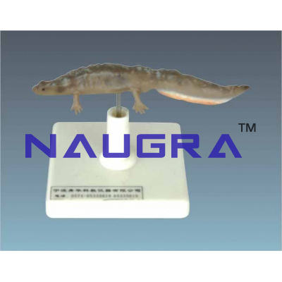 Model of newt