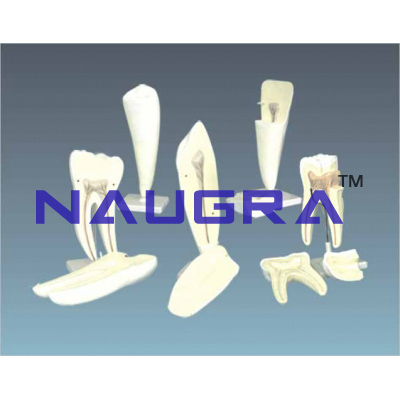 Human Tooth Set