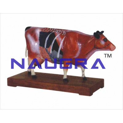 Cattle acupuncture model