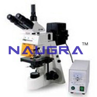 Fluorescence Microscopes