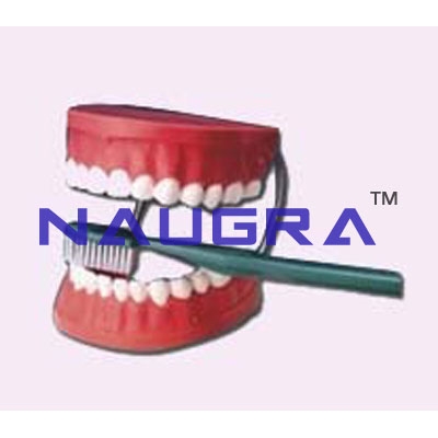 Dental Care Model