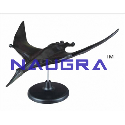 Model of pterodactyl pterosaur