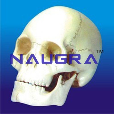 Human Skull Model- 3 Parts