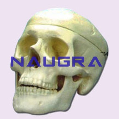 Human Skull Model - 2 Parts