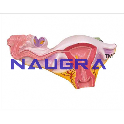 Natural uterus