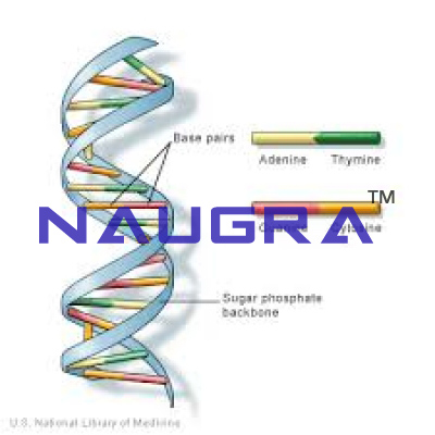 Model Deoxyribonucleic Acid (DNA)