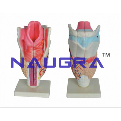 Human Larynx