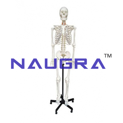 Model of human skeleton(170cm)