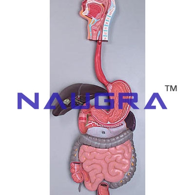 Human Digestive System