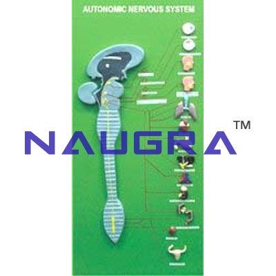 Autonomic Nervous System