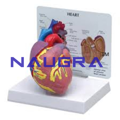 Model of Human Heart