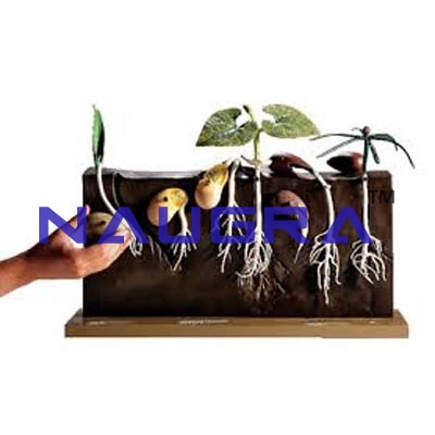 Comaprative Germination Model