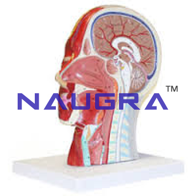 Human Neuro-Anatomic