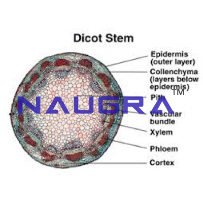 Model Dicotyledon Plant Stem