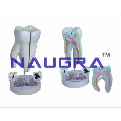 Human molar Teeth sma