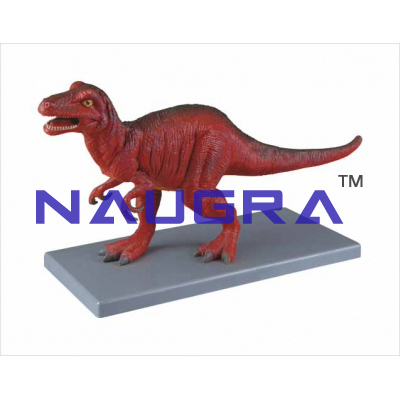Model of tyrannosaurus rex