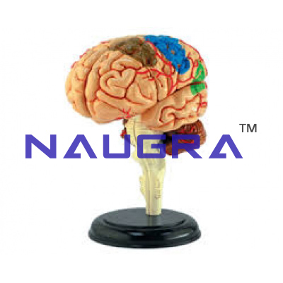 Model of Human Brain