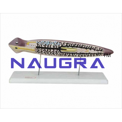 Model of planarian