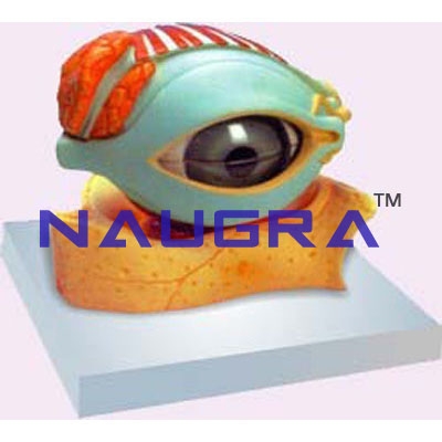 Human Eye With Lid