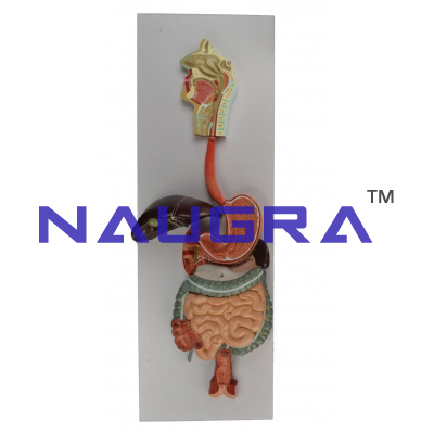 Model of the Digestive System