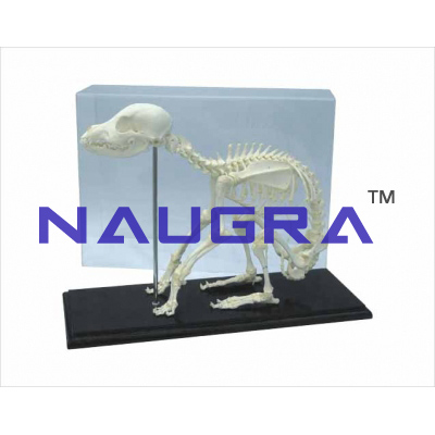 Dog skeleton, Specimen DIDACTICEducation1076 from Didactic Equipment ...