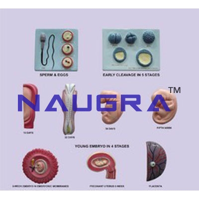 Period Of Gestation Set