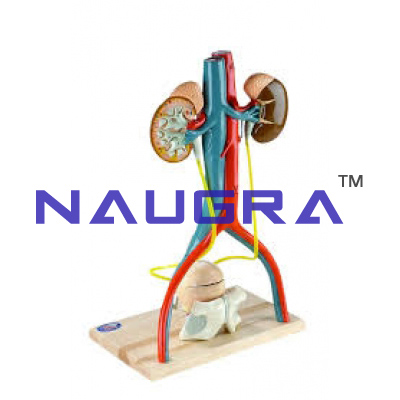 Model Urinary System