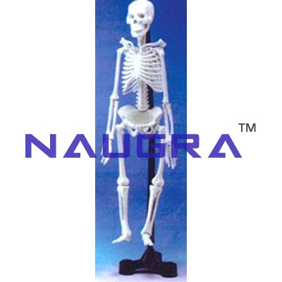 Human Skeleton Model