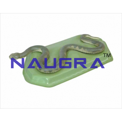 Model of snake