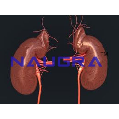 Human Kidney