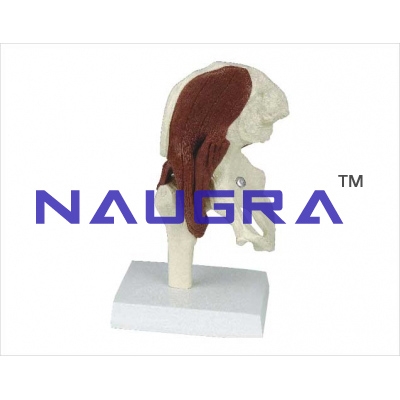 Human muscled hip joint model