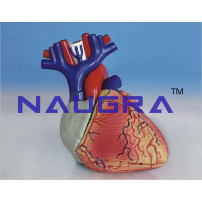 Model of human heart (mini size)