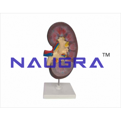 Human Kidney