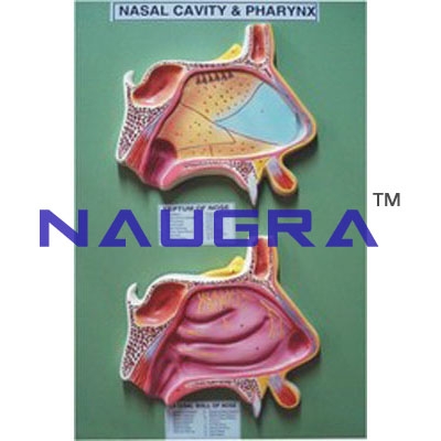 Nasal Cavity And Pharynx