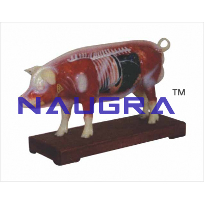 Pig acupuncture model