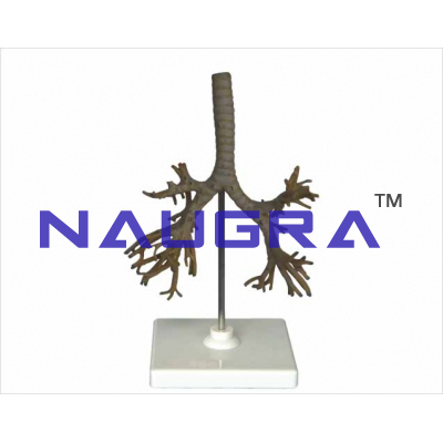 The trachea,bronchi and broncho-pulmonary segments