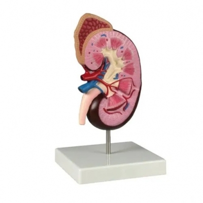Model of Human Kidney