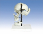 Model of skull bones