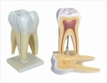 Human molar Teeth