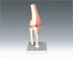 Human Knee Joint